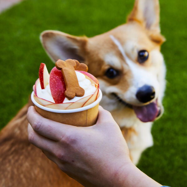 Elevated Pup Cup with Envy™ Apples