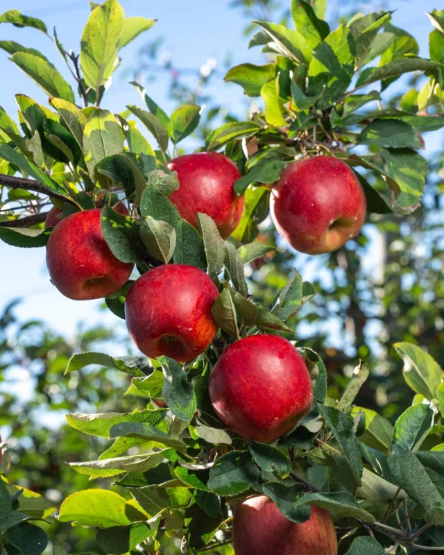 Enjoy the very best nature has to offer with Envy™ apples 🍎