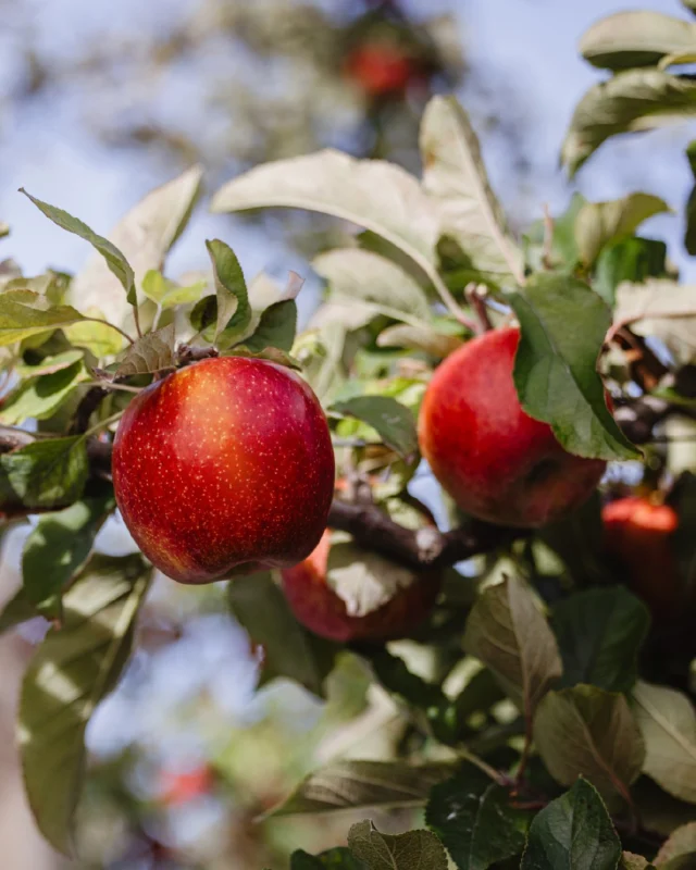 Golden light and apples straight from the tree.

 That's that ENVY™ feeling -- fresh, crisp, and worth savoring.

#EnvyApples #ReachForExceptional