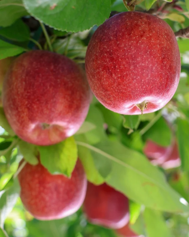 Long before harvest, each ENVY™ apple starts as a tiny green fruit. With sunshine, time, and careful growing, it slowly develops the vibrant color, sweetness, and crisp texture that make ENVY™ unmistakable.

Swipe to see where every ENVY™ apple begins its journey. 🍎🥰